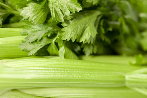 storing celery